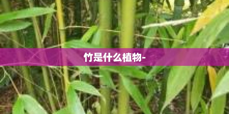竹是什么植物-