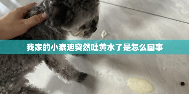 我家的小泰迪突然吐黄水了是怎么回事