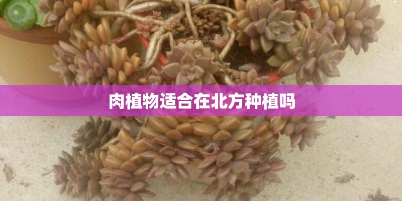 肉植物适合在北方种植吗