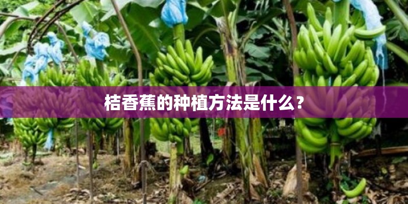幼儿园小班教案