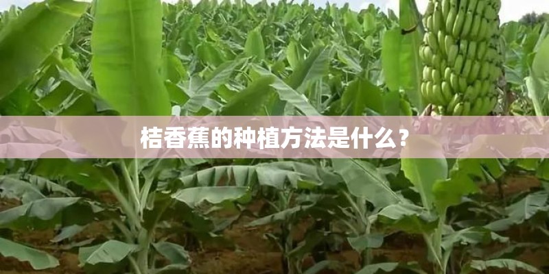 桔香蕉的种植方法是什么? 桔香蕉的种植方法是什么?