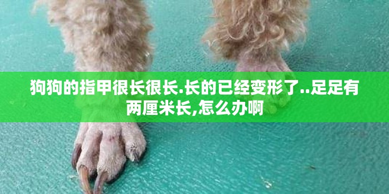 狗狗的指甲很长很长.长的已经变形了..足足有两厘米长,怎么办啊