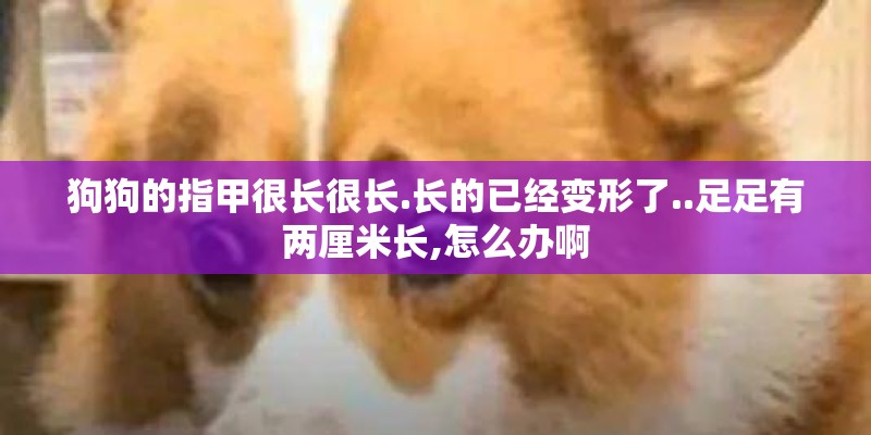 狗狗的指甲很长很长.长的已经变形了..足足有两厘米长,怎么办啊