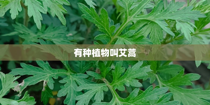 有种植物叫艾蒿