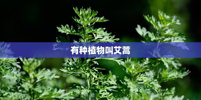 有种植物叫艾蒿