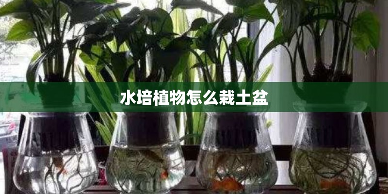 水培植物怎么栽土盆