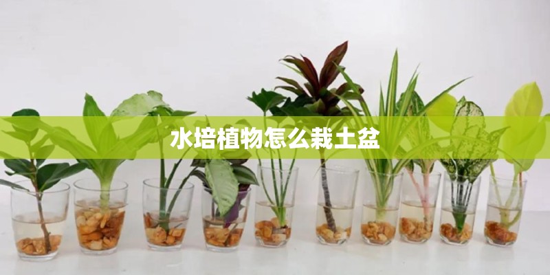 水培植物怎么栽土盆
