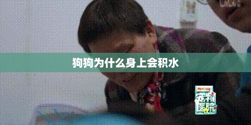 狗狗为什么身上会积水
