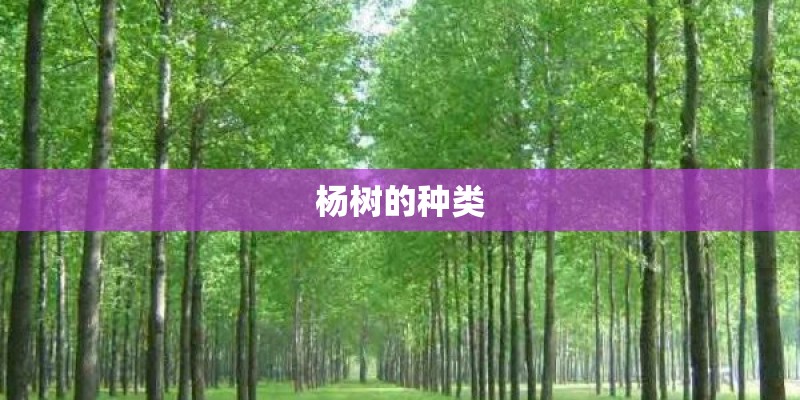 杨树的种类