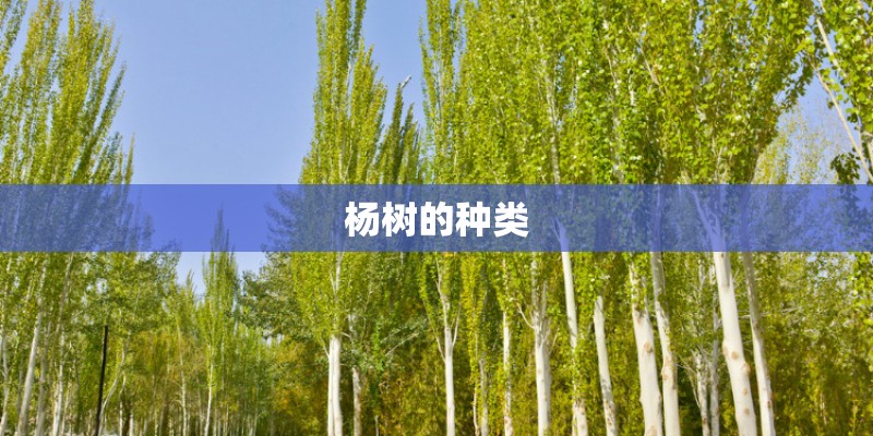 杨树的种类
