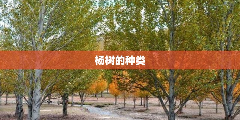 杨树的种类