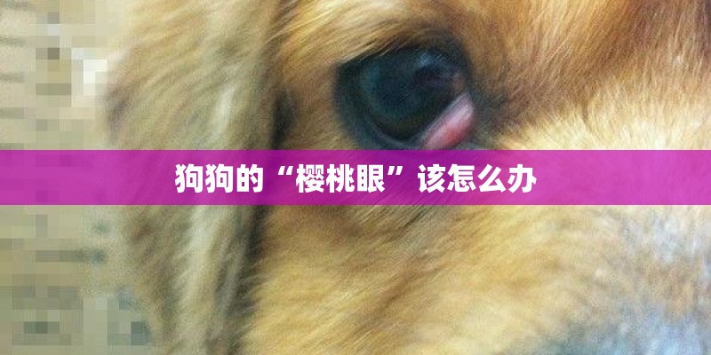 狗狗的“樱桃眼”该怎么办
