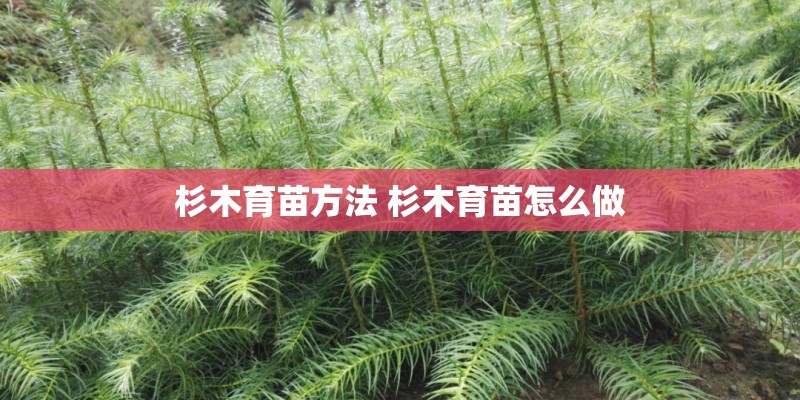 杉木育苗方法 杉木育苗怎么做