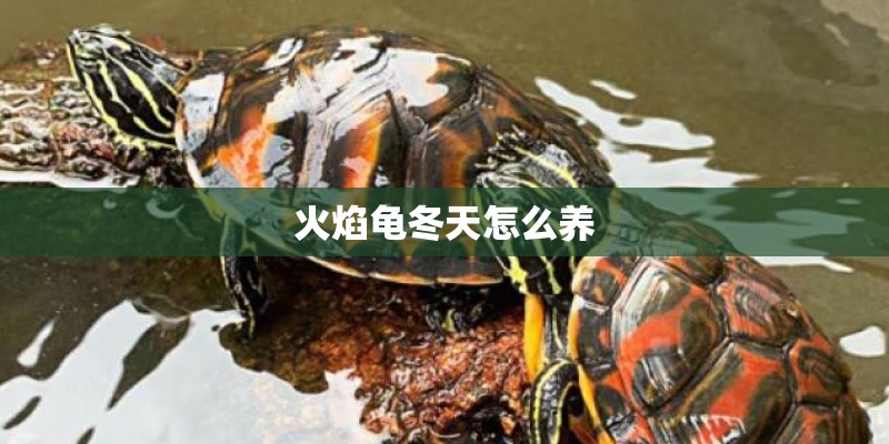 火焰龟冬天怎么养