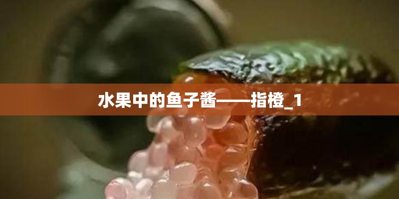 水果中的鱼子酱——指橙_1