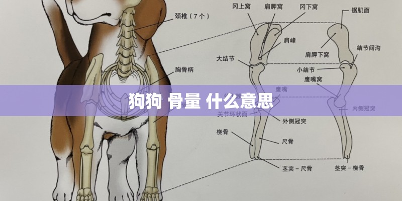 狗狗 骨量 什么意思