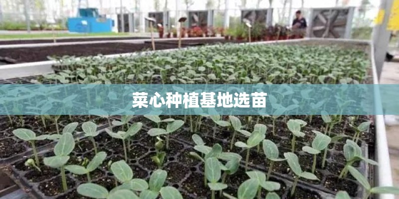 菜心种植基地选苗