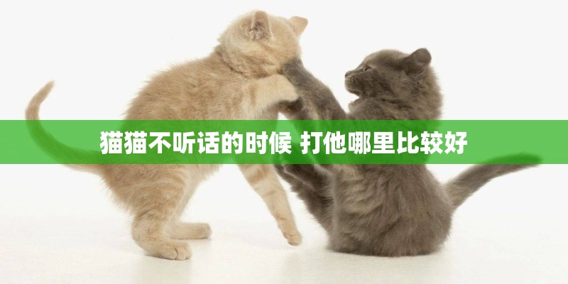 猫猫不听话的时候 打他哪里比较好