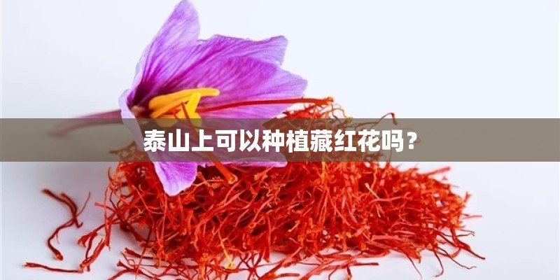 泰山上可以种植藏红花吗？
