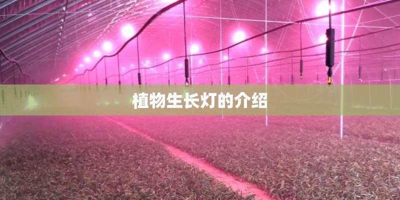 植物生长灯的介绍