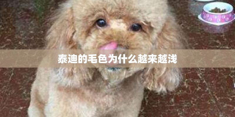 泰迪的毛色为什么越来越浅