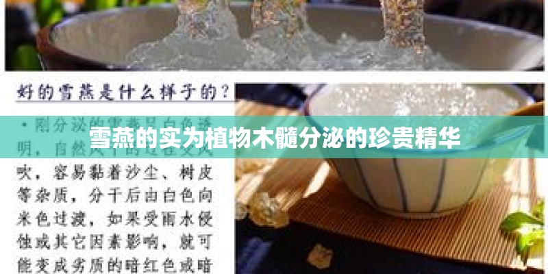 雪燕的实为植物木髓分泌的珍贵精华