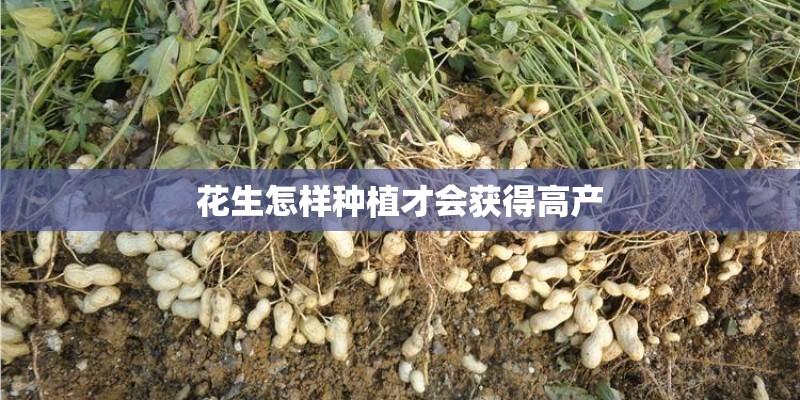 花生怎样种植才会获得高产