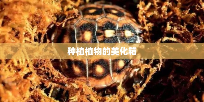 安卓系统的手机怎样升级固件？