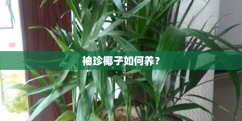 袖珍椰子如何养？