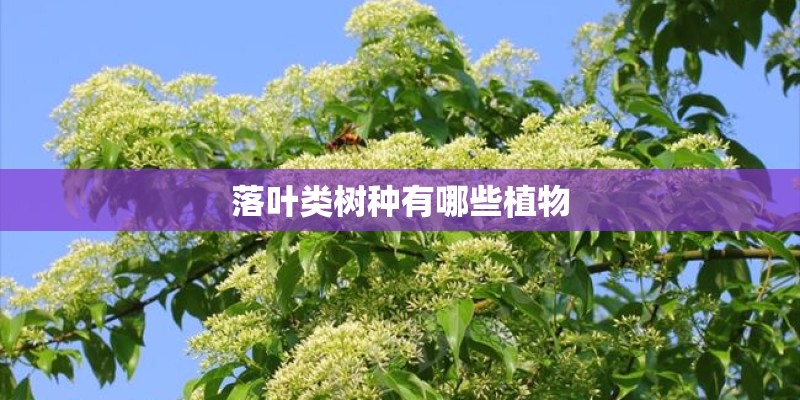 落叶类树种有哪些植物