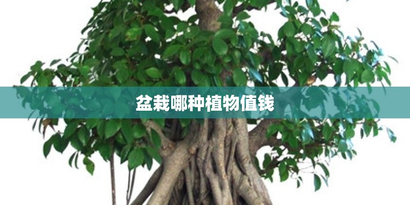 盆栽哪种植物值钱