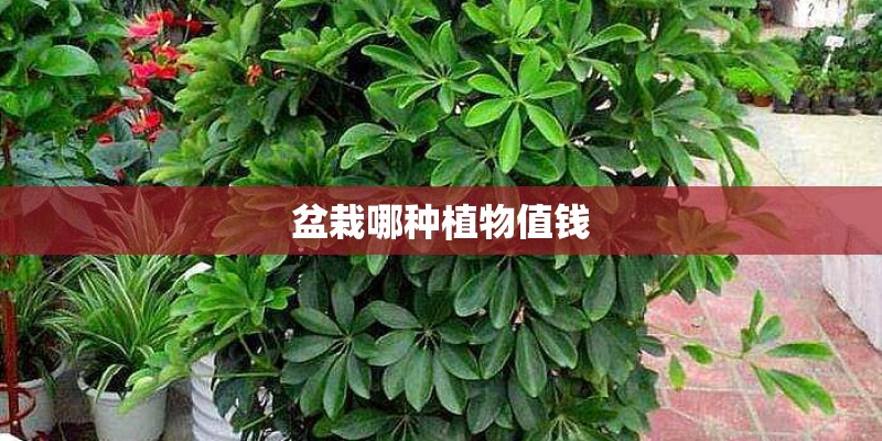 盆栽哪种植物值钱