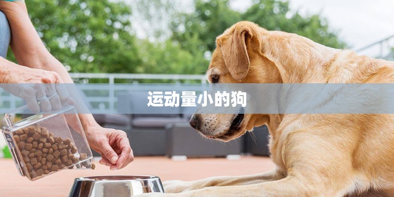 运动量小的狗