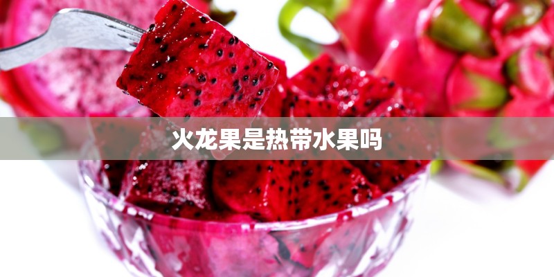 火龙果是热带水果吗