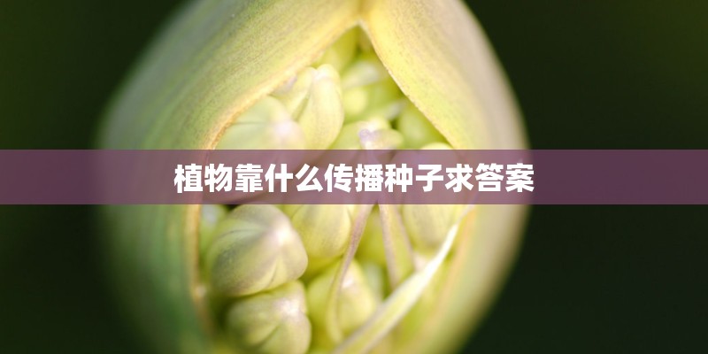 植物靠什么传播种子求答案