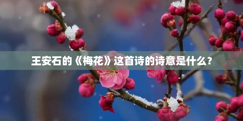 王安石的《梅花》这首诗的诗意是什么？