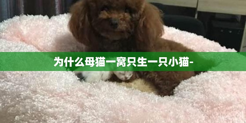 为什么母猫一窝只生一只小猫-