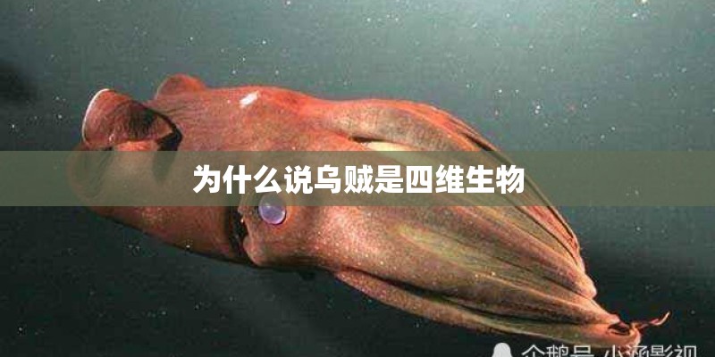 为什么说乌贼是四维生物