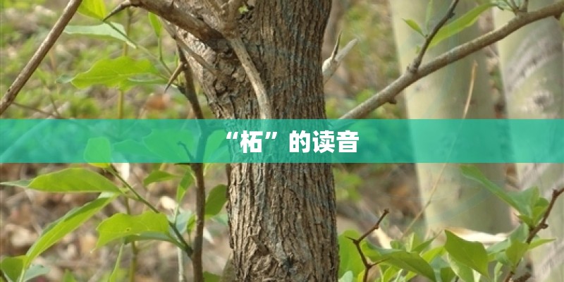 “柘”的读音