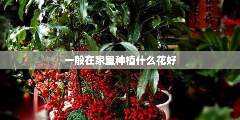 一般在家里种植什么花好 一般在家里种植什么花好