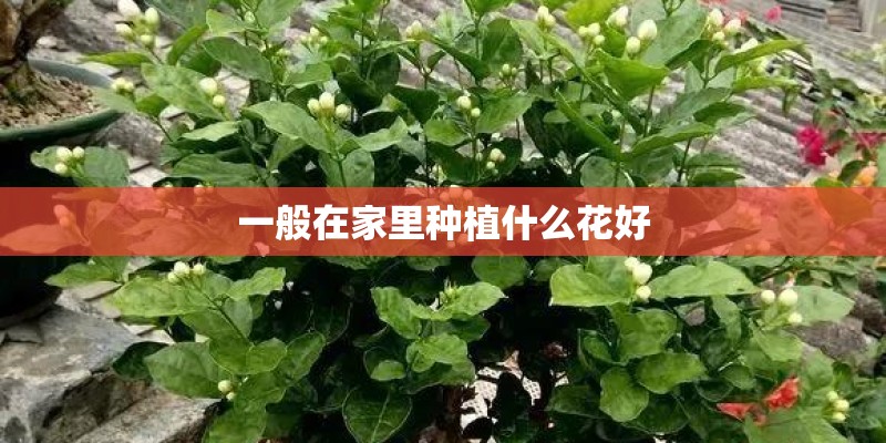 一般在家里种植什么花好 一般在家里种植什么花好