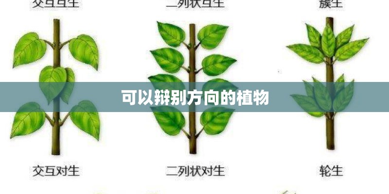 可以辩别方向的植物