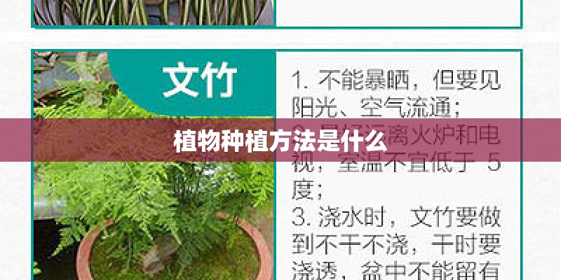 植物种植方法是什么 植物种植方法是什么