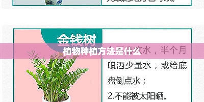 植物种植方法是什么 植物种植方法是什么