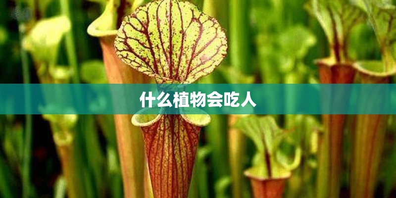 什么植物会吃人