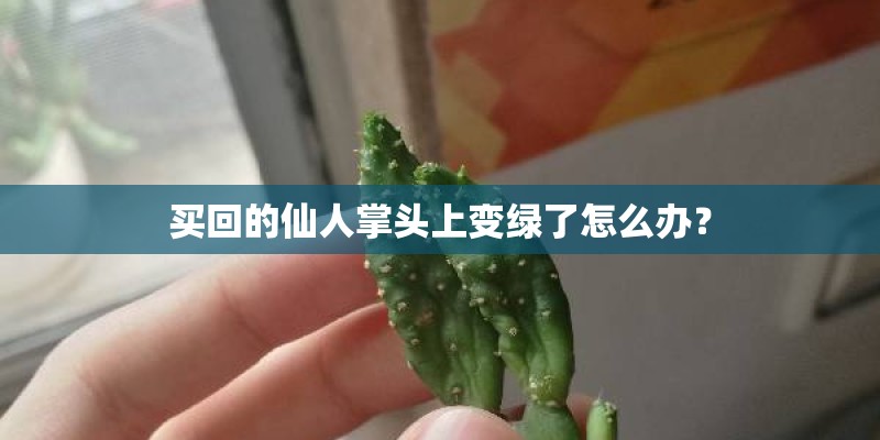 买回的仙人掌头上变绿了怎么办？