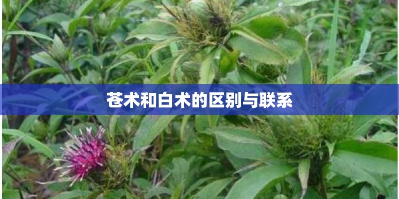 苍术和白术的区别与联系