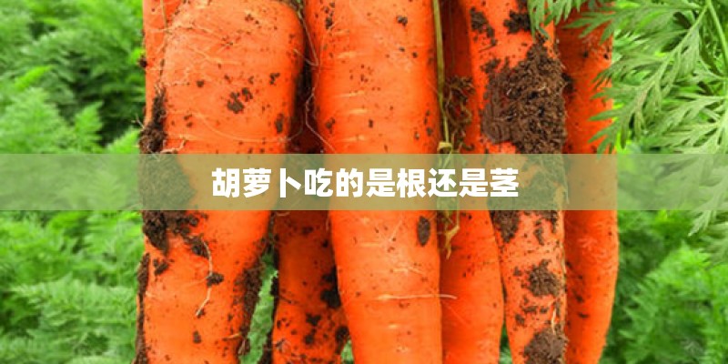 胡萝卜吃的是根还是茎