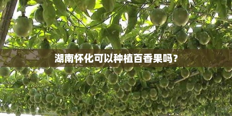 湖南怀化可以种植百香果吗？