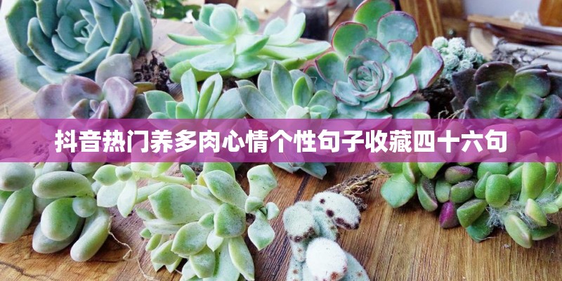 抖音热门养多肉心情个性句子收藏四十六句